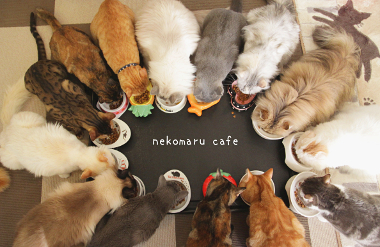 猫まるカフェ Ueno