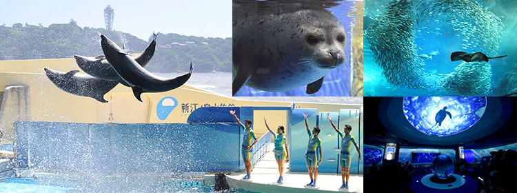 新江ノ島水族館