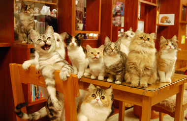 猫カフェと猫雑貨のお店　猫の手