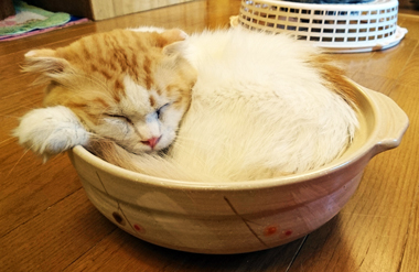 猫カフェと猫雑貨のお店　猫の手