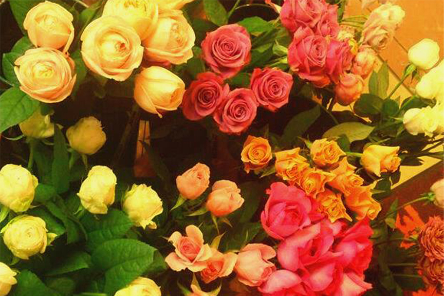 オランダ屋 ブルーミスト　メイン2510