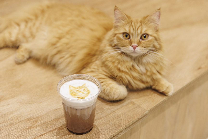 Cat Café MOFF つかしん店 メイン画像02