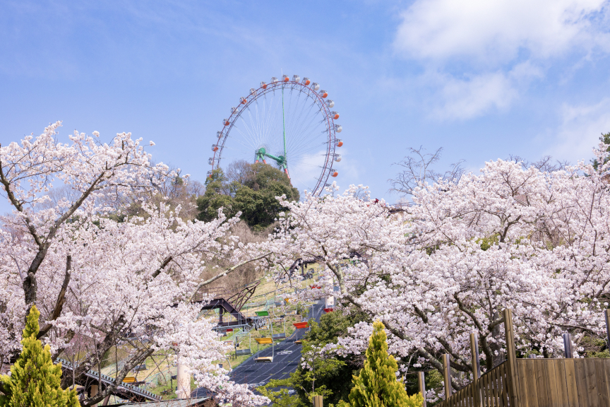 さがみ湖MORI MORI　メイン画像　桜まつり2026