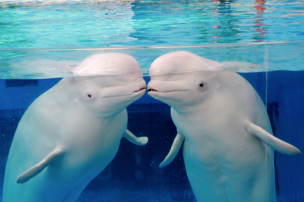 横浜・八景島シーパラダイス　優待画像2604