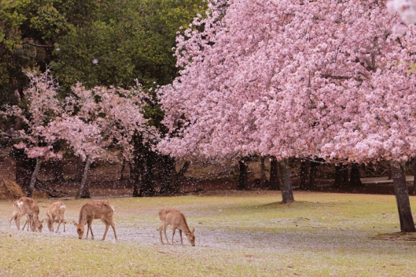 奈良公園