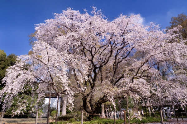 六義園