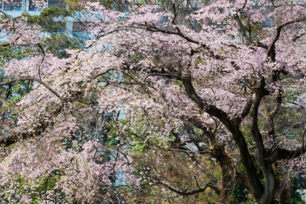 小石川後楽園