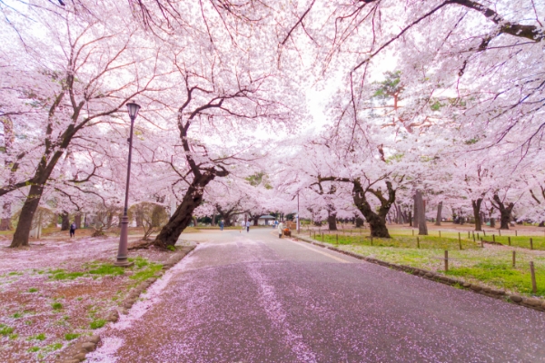 大宮公園